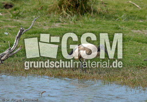 Molukkenibis (3 von 5).jpg